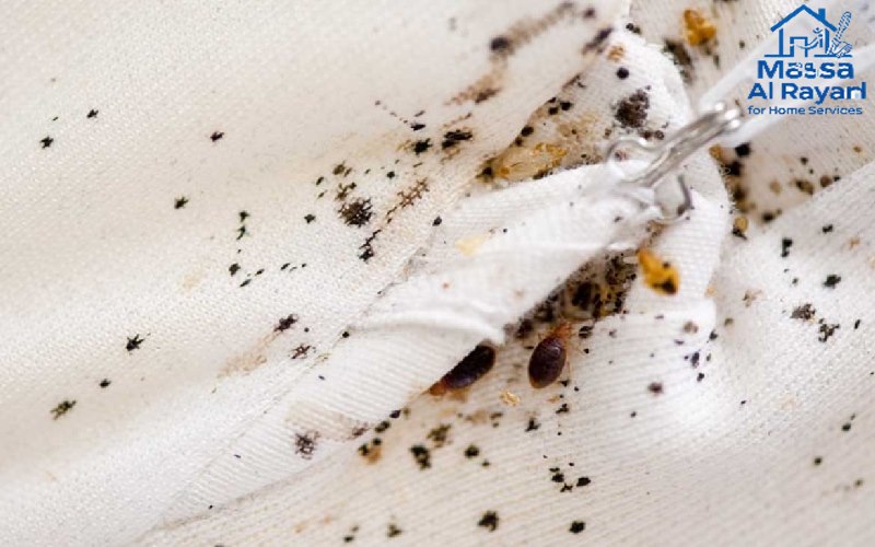 علامات الأصابة ببق الفراش منتشرة على الفراش