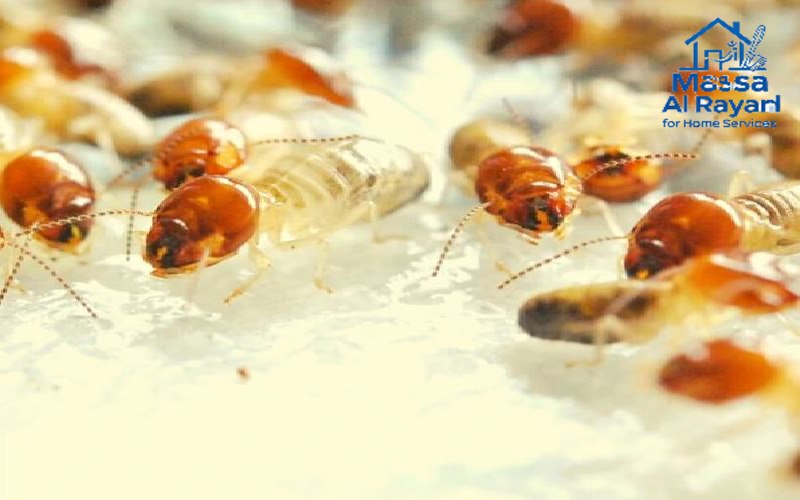 شكل النمل الأبيض