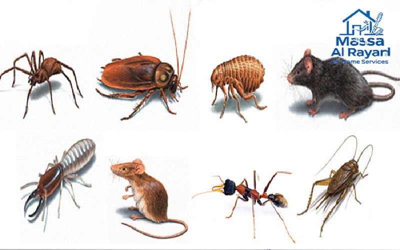 أنواع الحشرات الشائعة في شرق الرياض