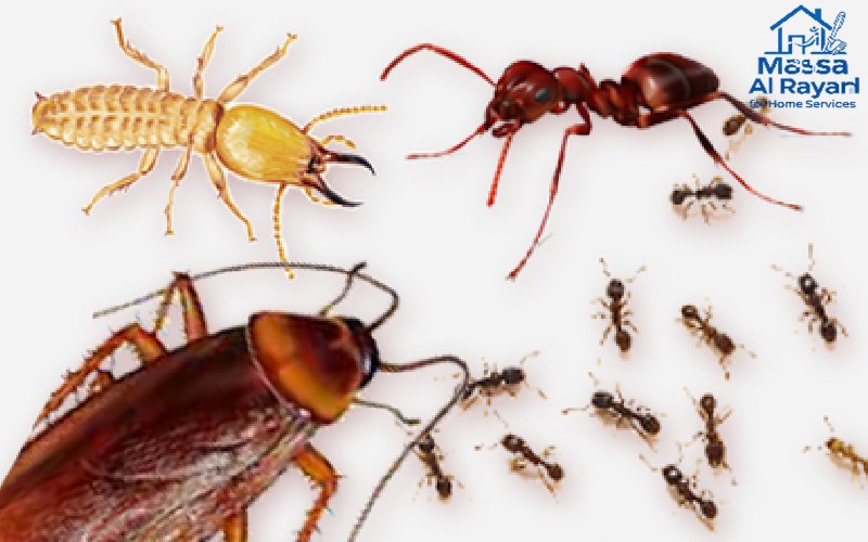 مكافحة جميع أنواع الحشرات الزاحفة في شمال الرياض