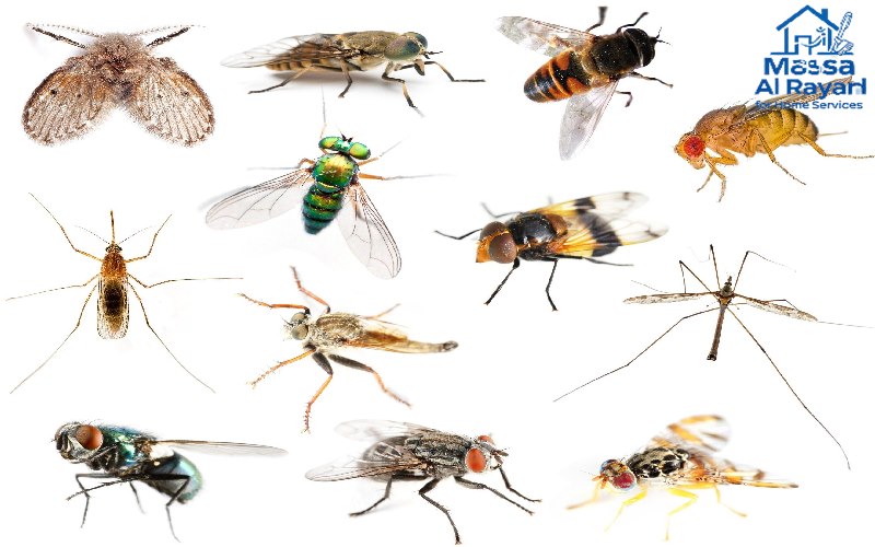 مكافحة جميع أنواع الحشرات الطائرة في شمال الرياض