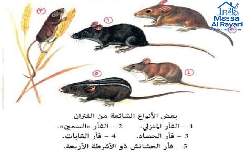 مكافحة جميع أنواع القوارض شمال الرياض