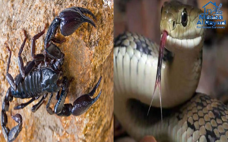 مكافحة عقارب وثعابين شمال الرياض