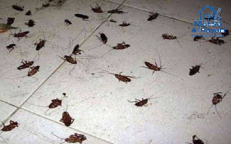 أفضل شركة رش صراصير غرب الرياض