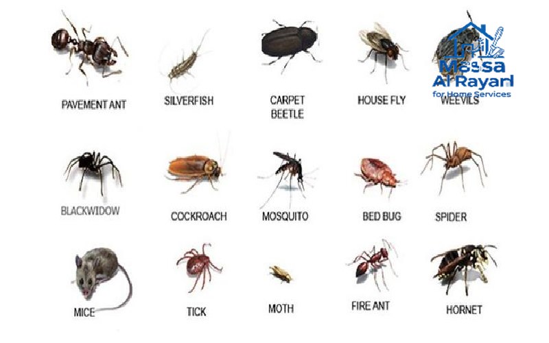 أفضل 5 طرق لمكافحة الحشرات المنزلية
