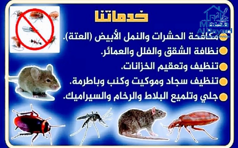 أفضل 5 طرق لمكافحة الحشرات المنزلية009