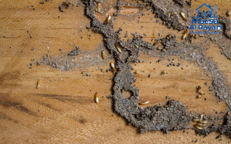 صورة لأثاث خشبي متآكل بسبب النمل الأبيض