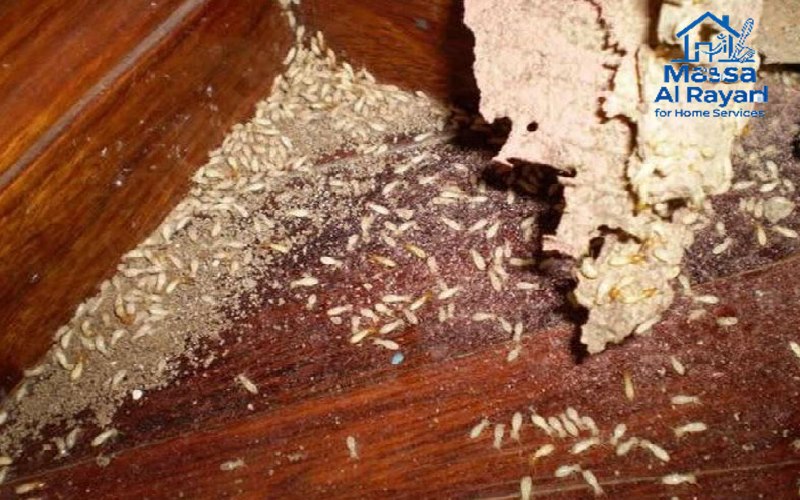 كيف تتخلص من النمل الأبيض (الأرضة) في المنزل؟ | دليل شامل مع الحلول الفعالة 1 دليلك الشامل للتخلص من النمل الأبيض (الأرضة) في المنزل