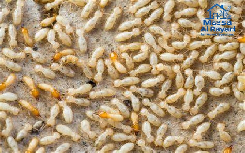 كيف تتخلص من النمل الأبيض (الأرضة) في المنزل؟ | دليل شامل مع الحلول الفعالة 5 صورة توضيحية للنمل الأبيض عن قرب، تظهر جسمه السميك المستقيم بدون "خصر