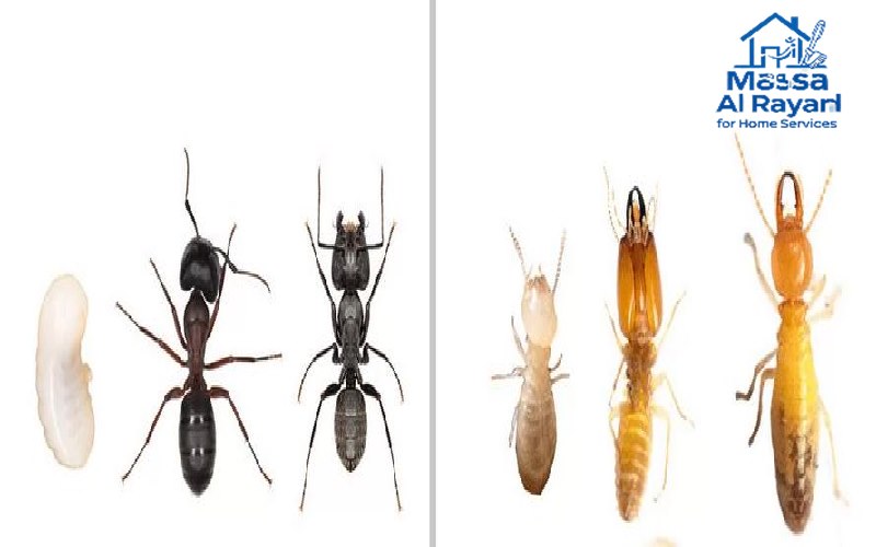 كيف تتخلص من النمل الأبيض (الأرضة) في المنزل؟ | دليل شامل مع الحلول الفعالة 2 صورة مقربة للنمل العادي الأسود تظهر الفرق الواضح في الخصر النحيل مقارنة بالنمل الأبيض