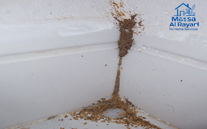 كيف تتخلص من النمل الأبيض (الأرضة) في المنزل؟ | دليل شامل مع الحلول الفعالة 3 أنفاق طينية يبنيها النمل الأبيض على جدار منزلي أبيض، دليل قاطع على وجود إصابة نشطة وخطيرة
