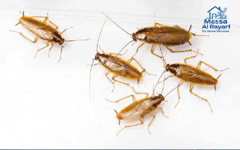 أفضل مبيدات مكافحة الحشرات الزاحفة 3 الصراصير في مطابخ الرياض - أخطر الحشرات الزاحفة الناقلة للأمراض
