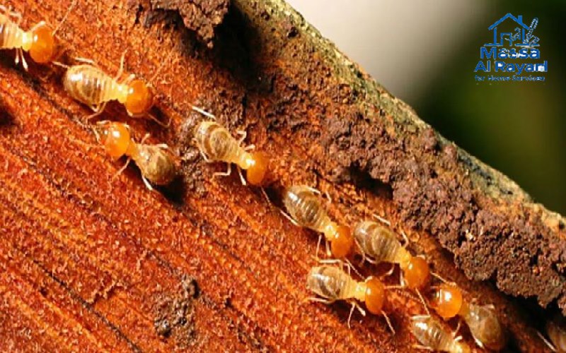 أضرار النمل الأبيض - أفضل شركة مكافحة النمل الأبيض الرياض