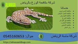 شركة مكافحة الوزغ بالرياض| 0545160653