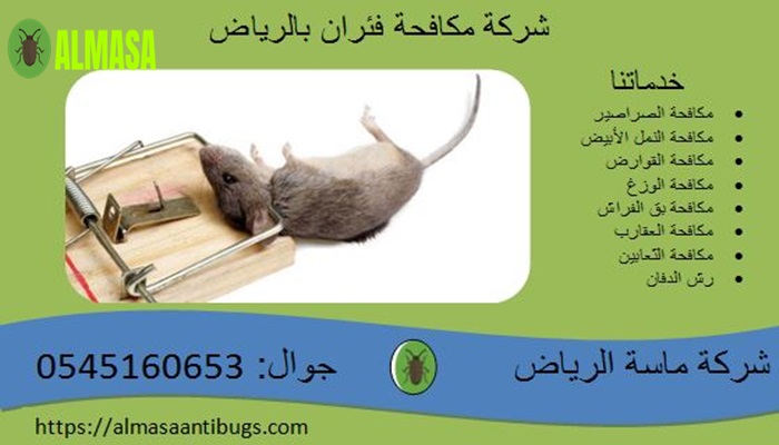 شركة مكافحة فئران بالرياض 2 شركة مكافحة فئران بالرياض| 0545160653