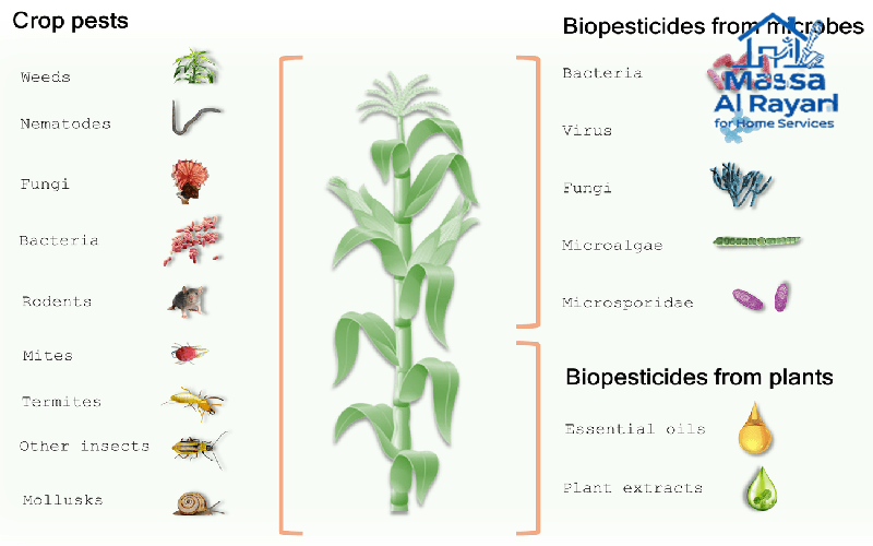كيفية رش المبيدات الحشرية بأمان 100%