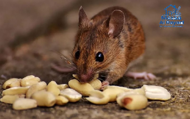 صورة مقربة لبراز فأر على الأرض، علامة واضحة على إصابة منزلية بالفئران.