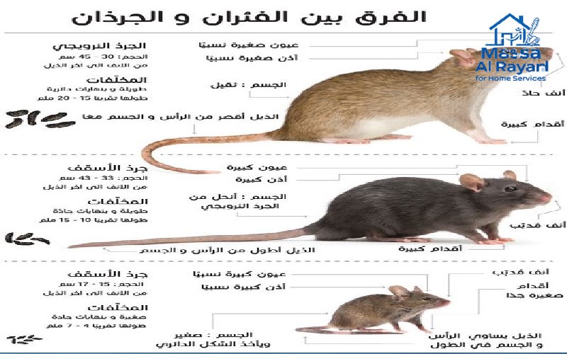 مكافحة الحشرات والقوارض 11 جدول مقارنة يوضح الفروقات في الحجم والعلامات بين فئران المنازل وفئران النرويج وفئران الأسطح.
