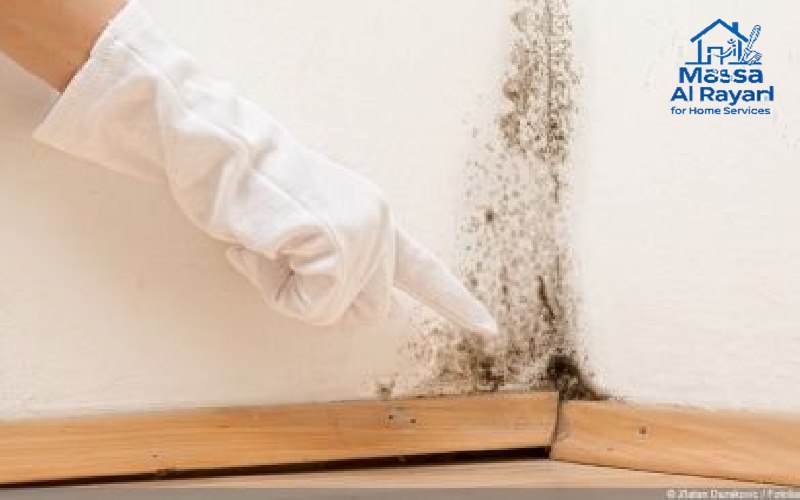 التخلص من النمل الأبيض بالرياض نهائياً 2 التخلص من النمل الأبيض بالرياض نهائياً