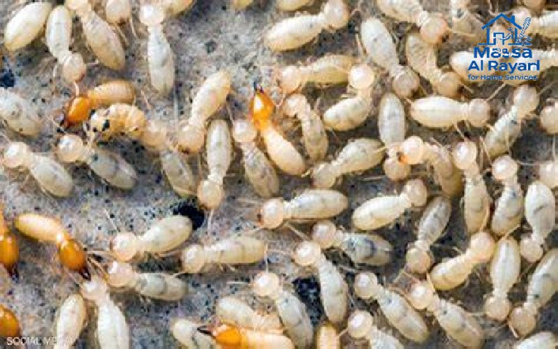 التخلص من النمل الأبيض بالرياض نهائياً