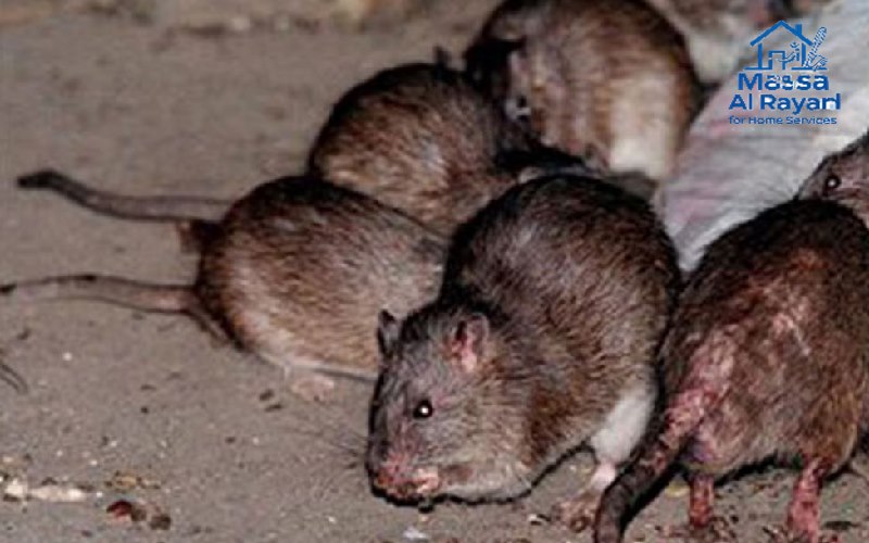 مكافحة الفئران فى الرياض 1 مكافحة الفئران فى الرياض | 0545160653