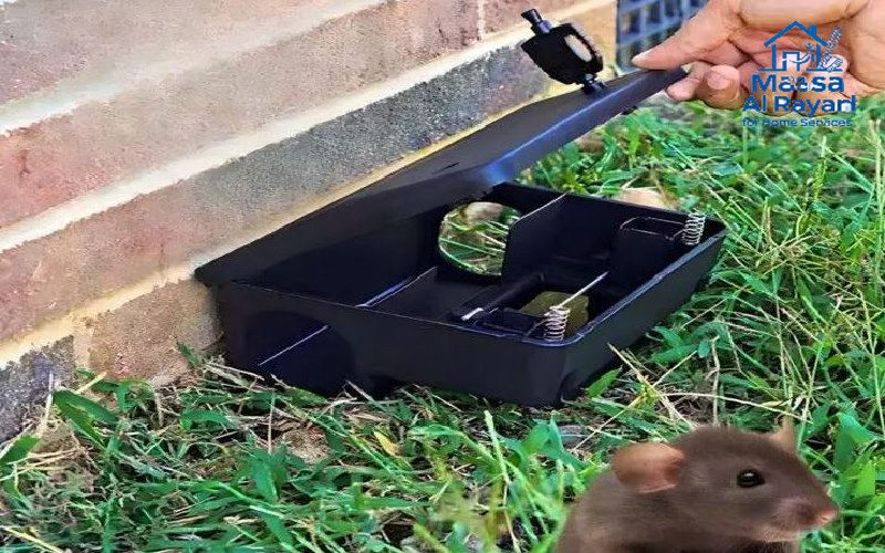 مكافحة الفئران فى الرياض 1 مكافحة الفئران فى الرياض | 0545160653