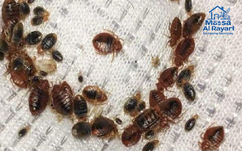مكافحة البق001 1