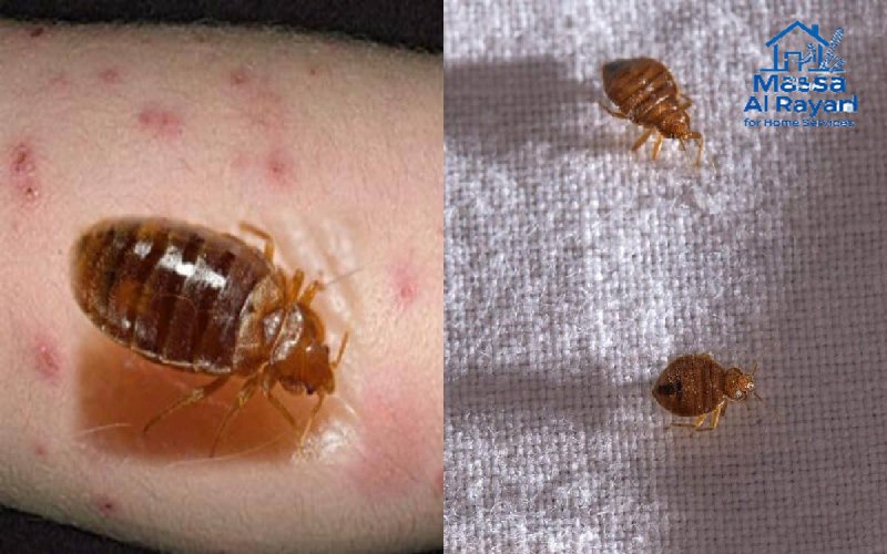 مكافحة البق002