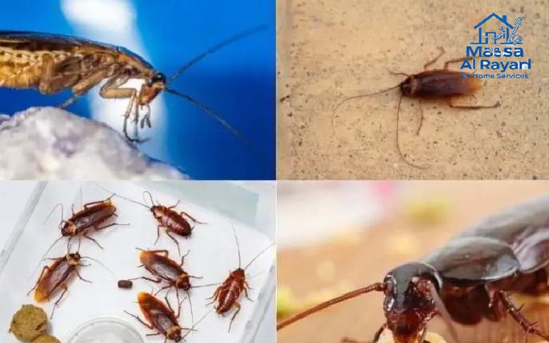 مكافحة الصراصير | شركة ماسة الرياض