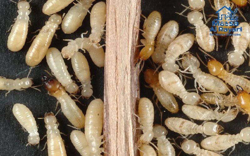 مكافحة النما الأبيض | ماسة الرياض