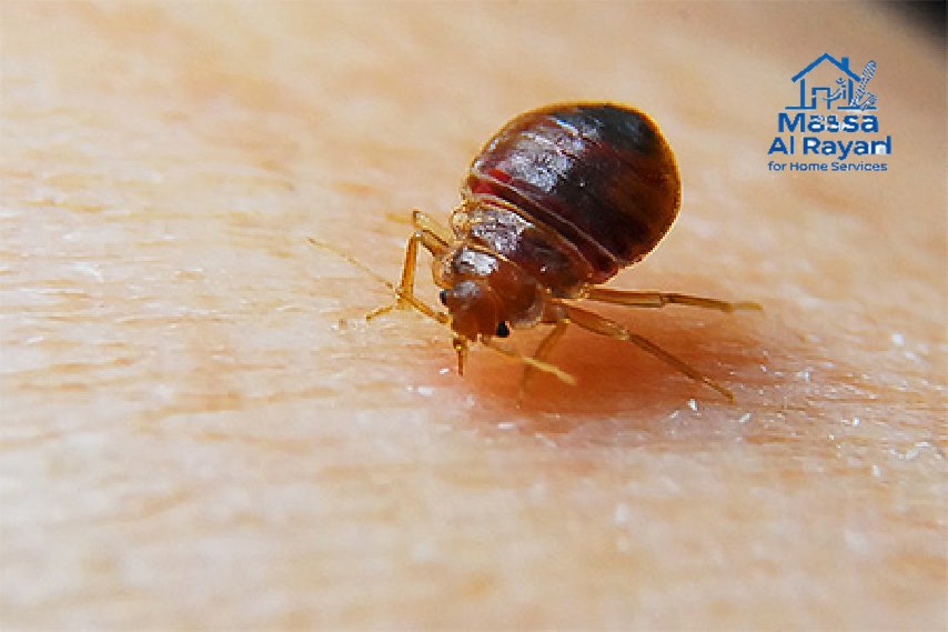 شركة مكافحة بق فراش بالرياض 3 شركة مكافحة بق فراش بالرياض