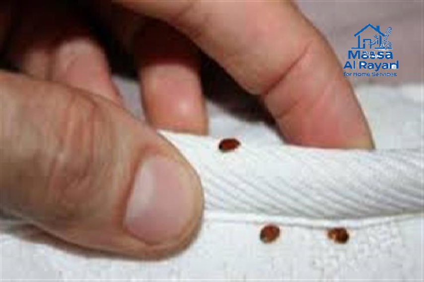 شركة مكافحة بق فراش بالرياض 2 شركة مكافحة بق فراش بالرياض