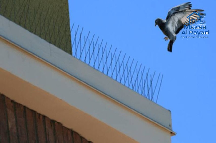 شركة مكافحة حمام بالرياض 1 شركة مكافحة حمام بالرياض | 0545160653