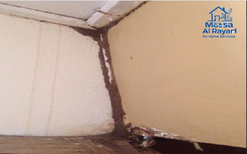 شركة مكافحة النمل الابيض بالرياض 3 أنفاق طينية على الجدران أو الأخشاب