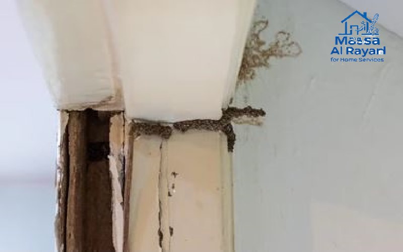 شركة مكافحة النمل الابيض بالرياض 2 أنفاق طينية على الجدران أو الأخشاب