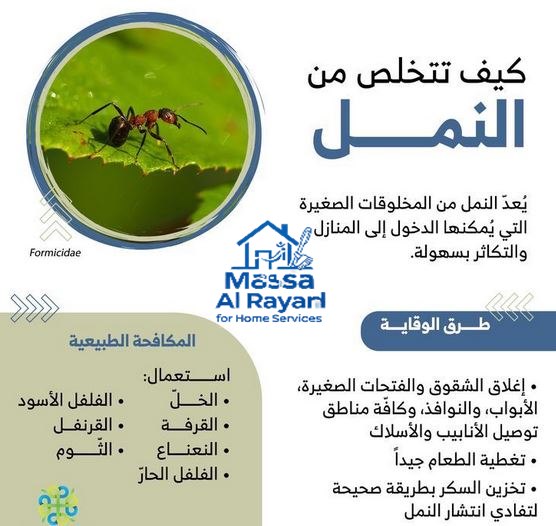 شركة مكافحة النمل الابيض بالرياض 7 أفضل الطرق الطبيعة للتخلص من النمل في المنزل