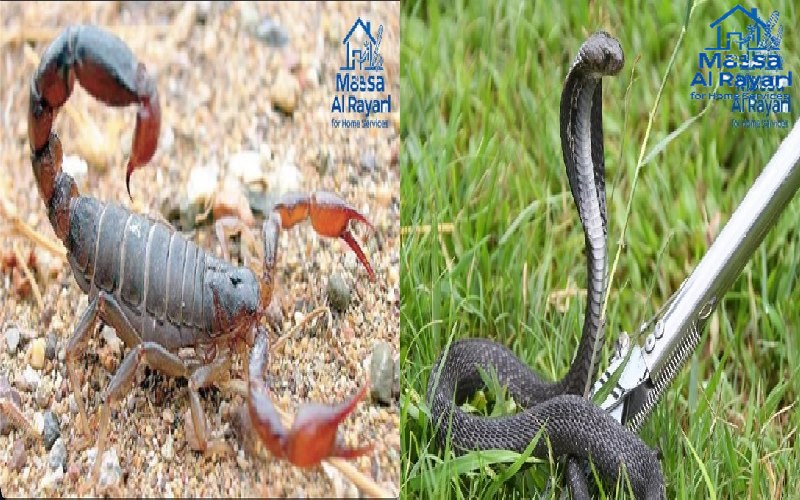 مكافحة العقارب والثعابين في الرياض