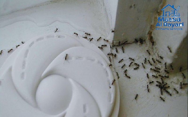 أسباب انتشار النمل الأسود في المنازل