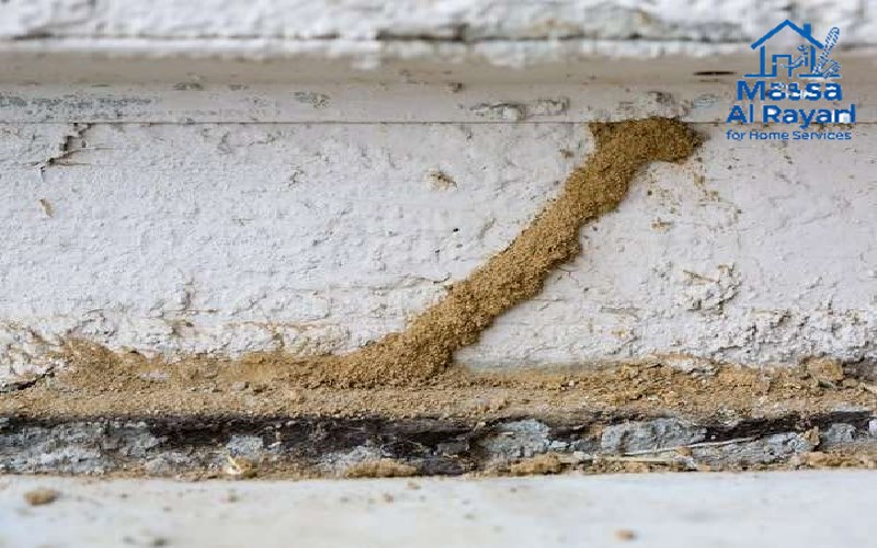 أنانبيب طنية على جدار منزل في الرياض بسبب النمل الأبيض