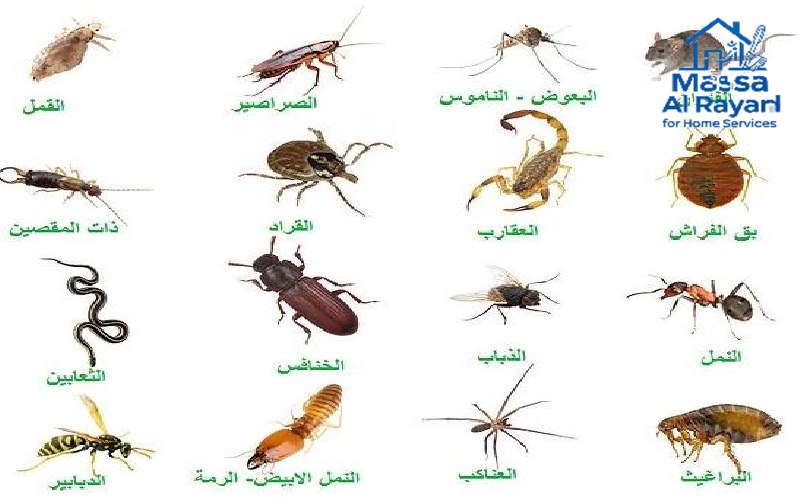 أنواع الحشرات الشائعة في الرياض
