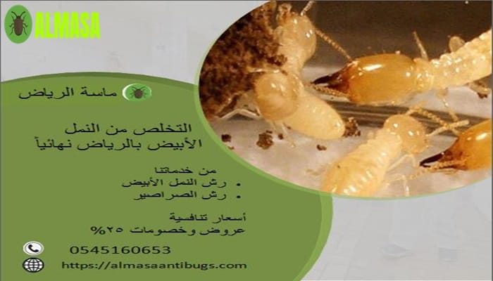 التخلص من النمل الأبيض بالرياض نهائياً