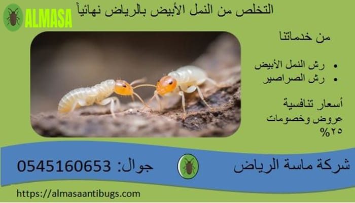 التخلص من النمل الأبيض بالرياض نهائياً001 التخلص من النمل الأبيض بالرياض نهائياً