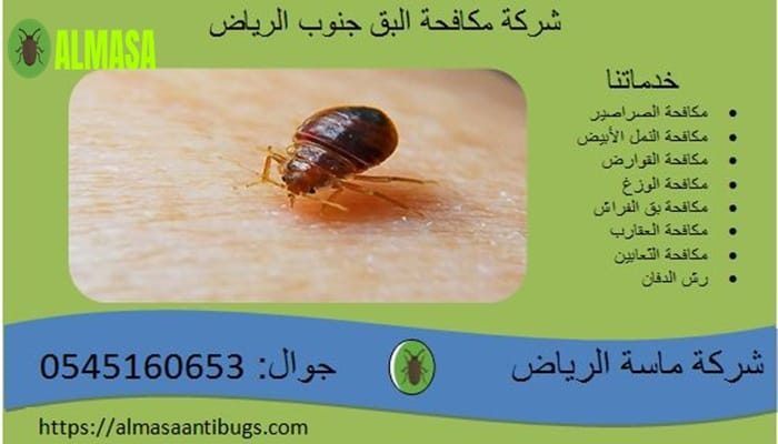 شركة مكافحة البق جنوب الرياض 0545160653