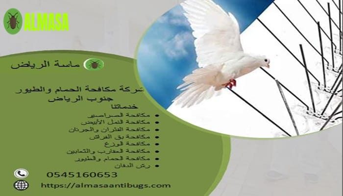 شركة مكافحة الحمام جنوب الرياض 0545160653