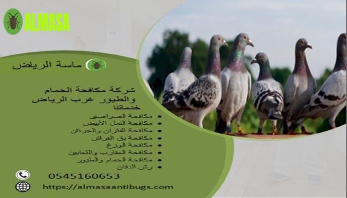 شركة مكافحة الحمام غرب الرياض 0545160653