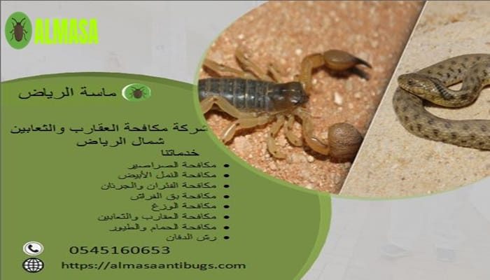 شركة مكافحة العقارب والثعابين بشمال الرياض 0545160653