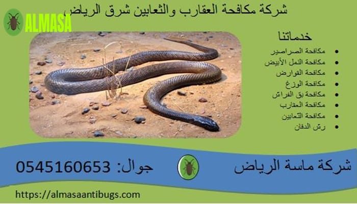 شركة مكافحة العقارب والثعابين شرق الرياض 0545160653