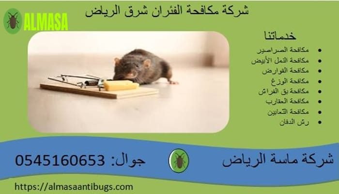 شركة مكافحة الفئران شرق الرياض 0545160653 شركة مكافحة الفئران شرق الرياض 0545160653