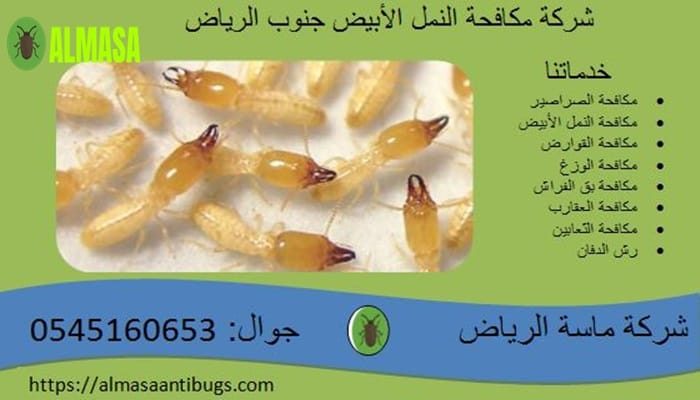 شركة مكافحة النمل الأبيض جنوب الرياض 0545160653