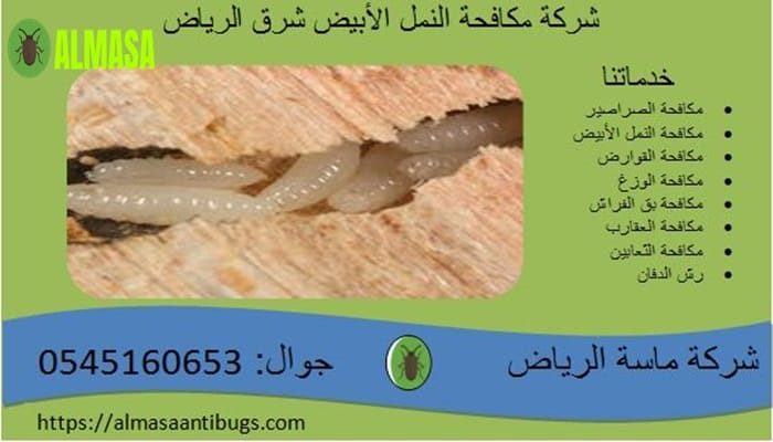 شركة مكافحة النمل الأبيض شرق الرياض| 0545160653